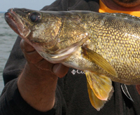 Walleye Close Up Rosner